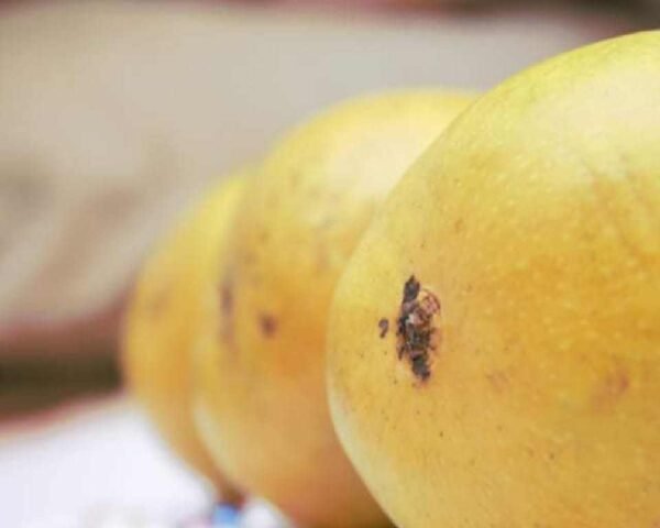 Ratnagiri Alphonso Mango Hapus Aam (GI Tagged)