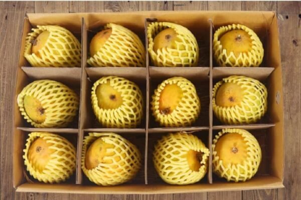 Ratnagiri Alphonso Mango Hapus Aam (GI Tagged)