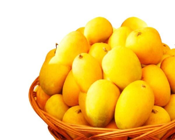 Ratnagiri Alphonso Mango Hapus Aam (GI Tagged)